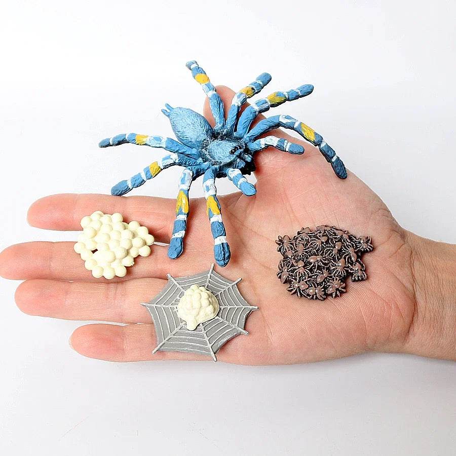 Educational STEM Toy Animal Life Cycle 4 Stage Kit For Kids - ToylandEU