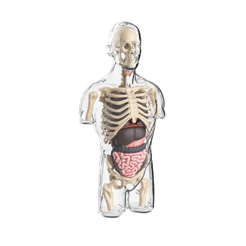 3D Human Body Torso Model for Kid Anatomy Skeleton Removable Simulation Organ and Skeleton Detachable Bone Body Education Models - ToylandEU