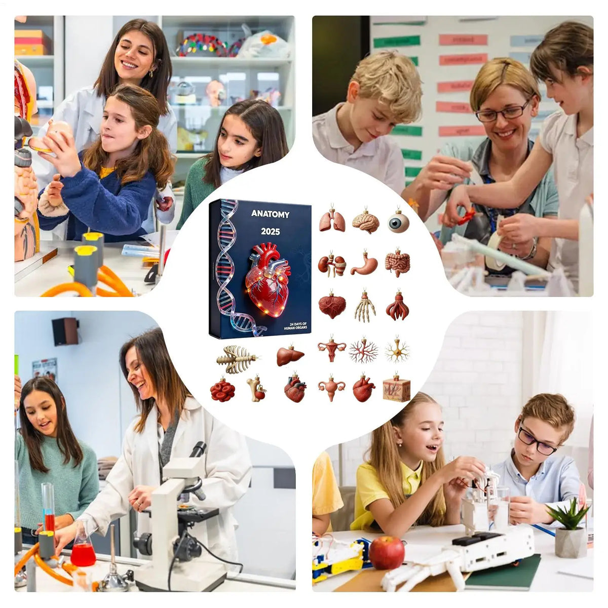 Advent Calendar | 24 Day Anatomy Organ Ornaments | 2D Acrylic Pendants | For Doctors Nurses And Students