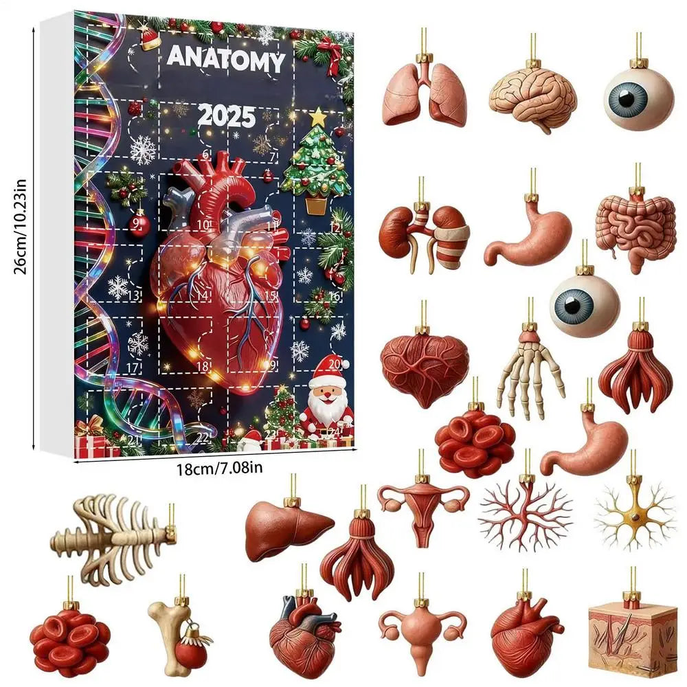 Advent Calendar | 24 Day Human Organ Figurines | 2D Anatomy Countdown | Gift For Medical Students