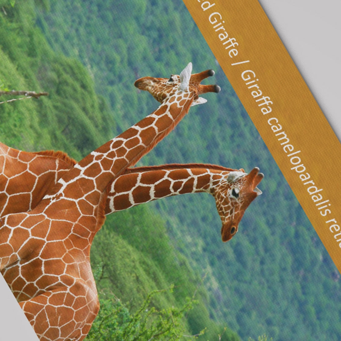 Educational African Animal Footprint Flash Cards for Kids - ToylandEU
