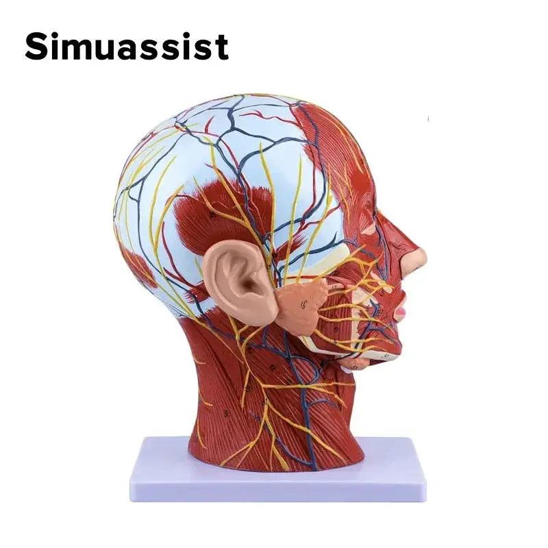  Sagittal Section Head Anatomy Model Blood Vessels -  ToylandEU™