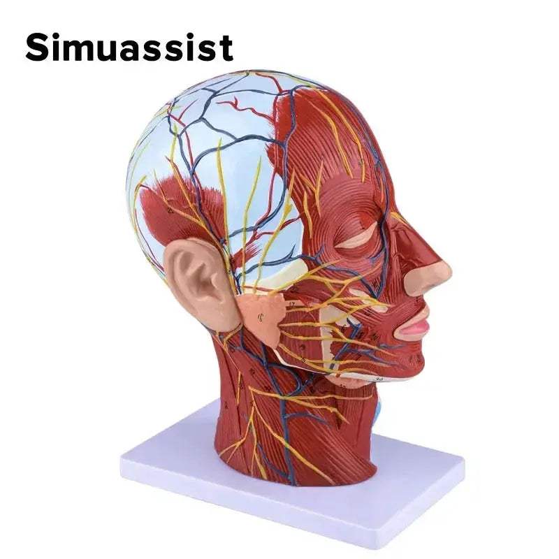 Sagittal Section Head Anatomy Model With Nerves And Blood Vessels - ToylandEU