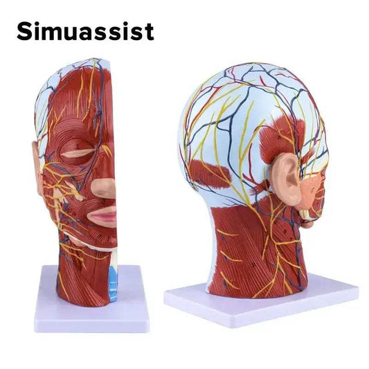  Sagittal Section Head Anatomy Model Blood Vessels -  ToylandEU™