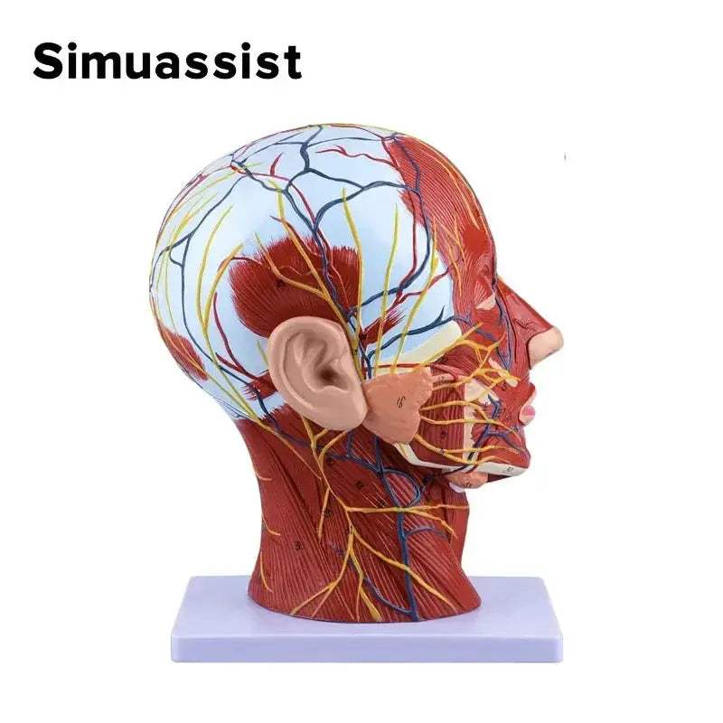 Sagittal Section Head Anatomy Model With Nerves And Blood Vessels - ToylandEU