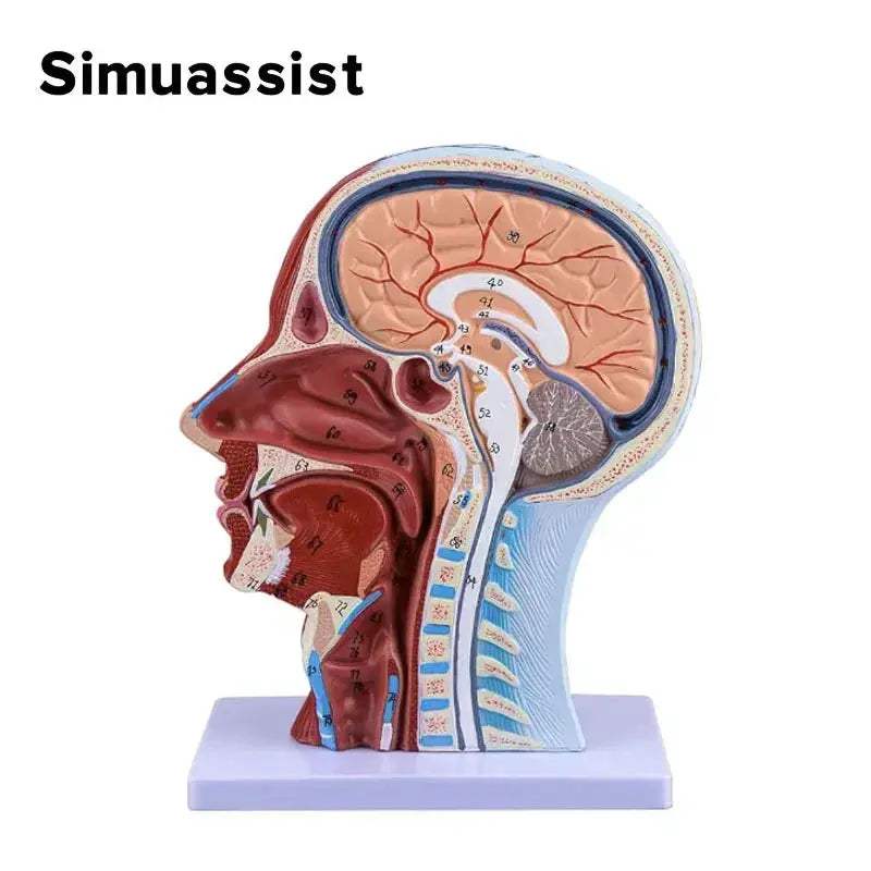 Sagittal Section Head Anatomy Model With Nerves And Blood Vessels - ToylandEU