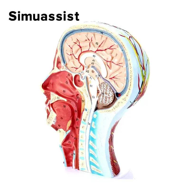 Sagittal Section Head Anatomy Model With Nerves And Blood Vessels - ToylandEU