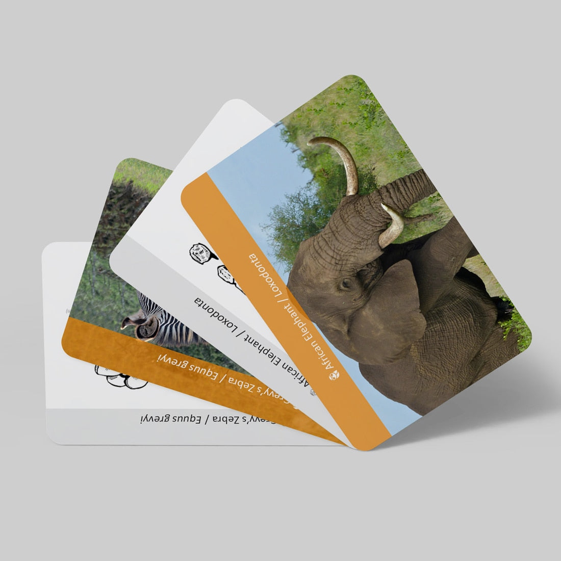 Educational African Animal Footprint Flash Cards for Kids - ToylandEU