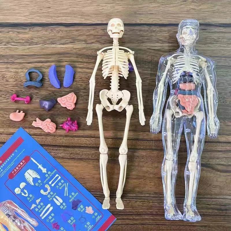 3D Human Body Torso Model for Kid Anatomy Skeleton Removable Simulation Organ and Skeleton Detachable Bone Body Education Models - ToylandEU