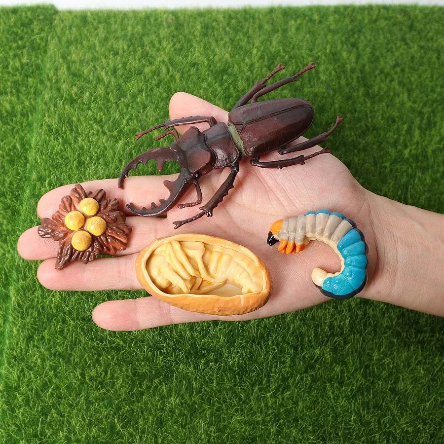 Educational STEM Toy Animal Life Cycle 4 Stage Kit For Kids - ToylandEU