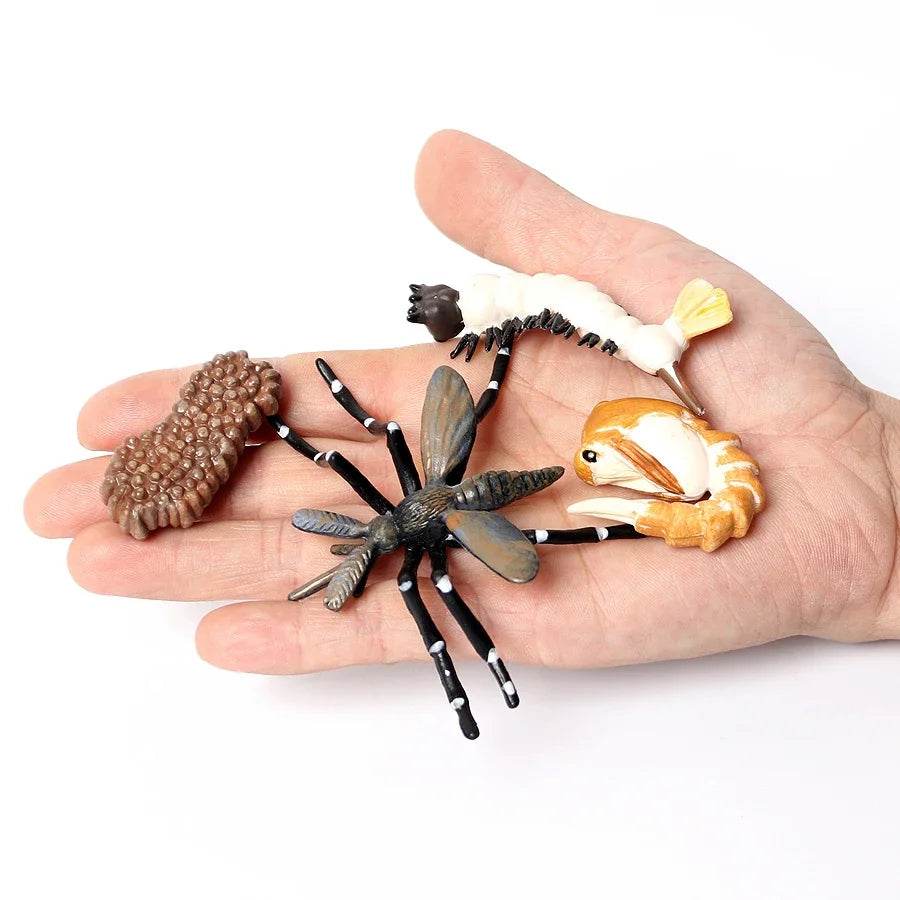 Educational STEM Toy Animal Life Cycle 4 Stage Kit For Kids - ToylandEU