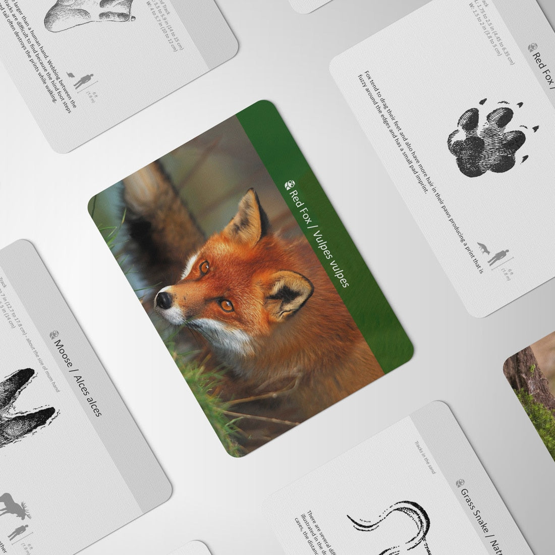 Educational Farm Animal Footprint Track Flash Cards for Kids - ToylandEU