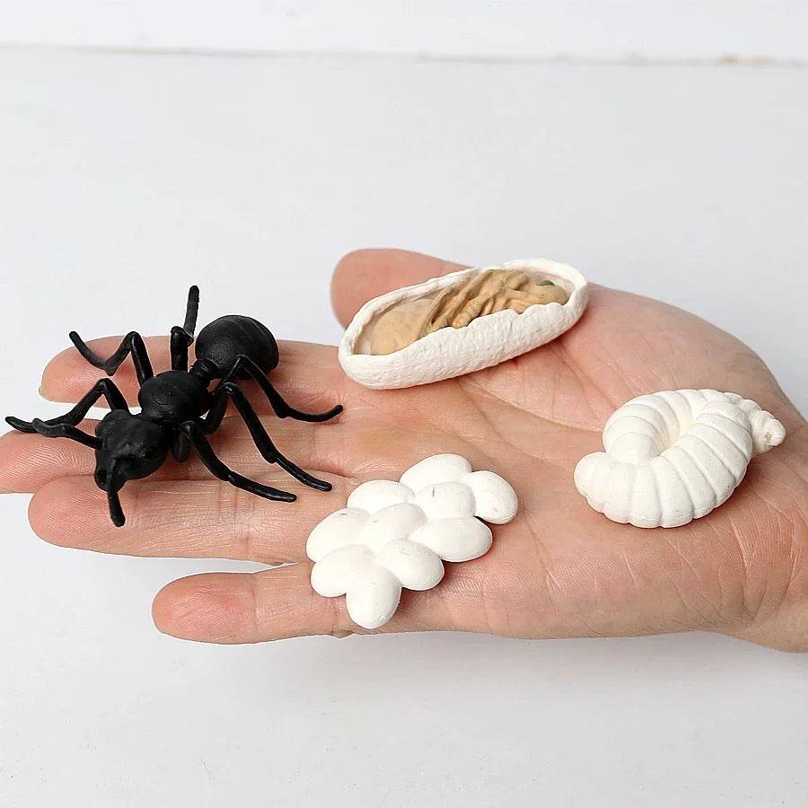 Educational STEM Toy Animal Life Cycle 4 Stage Kit For Kids - ToylandEU