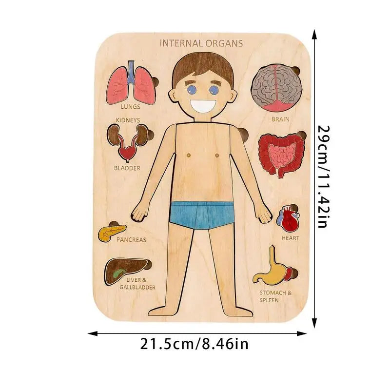 Interactive Montessori Human Body Anatomy Puzzle - Fun Learning Toy