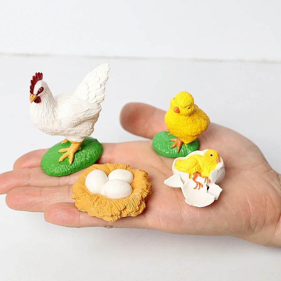 Educational STEM Toy Animal Life Cycle 4 Stage Kit For Kids - ToylandEU