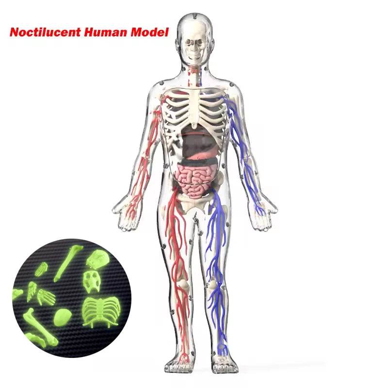 3D Human Body Torso Model for Kid Anatomy Skeleton Removable Simulation Organ and Skeleton Detachable Bone Body Education Models - ToylandEU
