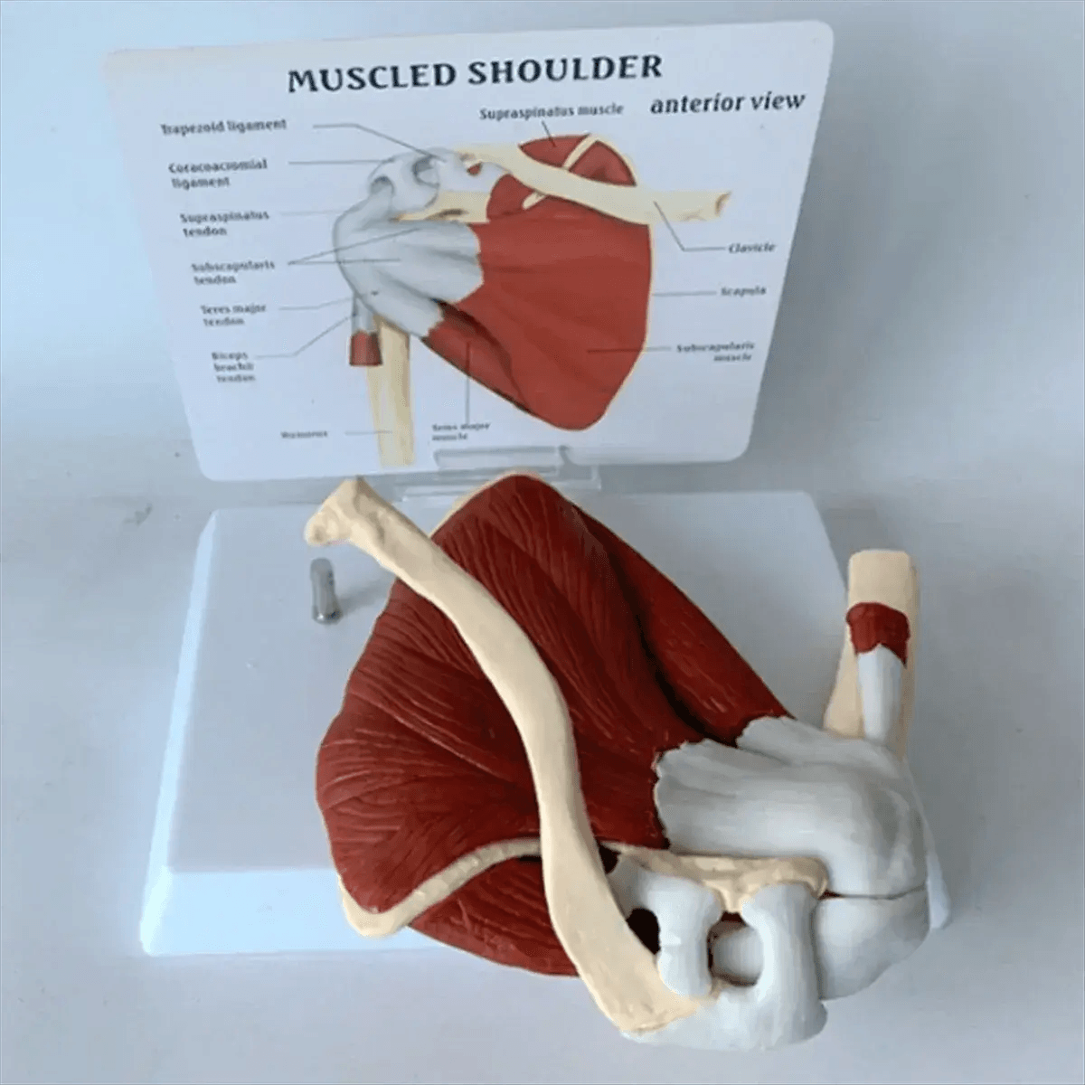 Shoulder Anatomy Muscle Model Ideal For Medical Education - ToylandEU