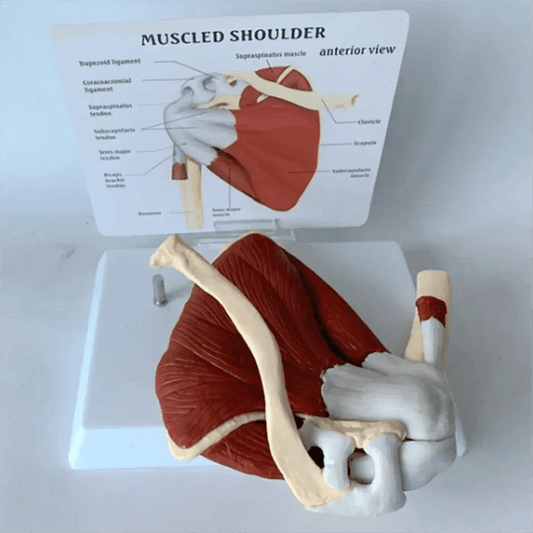  Shoulder Anatomy Muscle Model Pro For Medical Education -  ToylandEU™