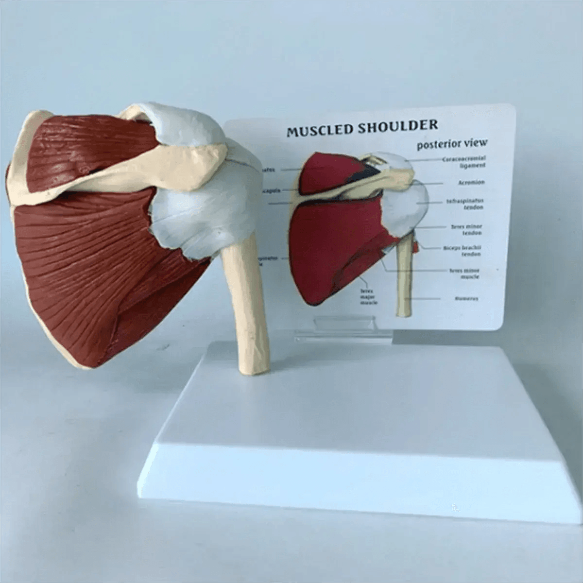 Shoulder Anatomy Muscle Model Ideal For Medical Education - ToylandEU