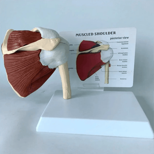  Shoulder Anatomy Muscle Model Pro For Medical Education -  ToylandEU™