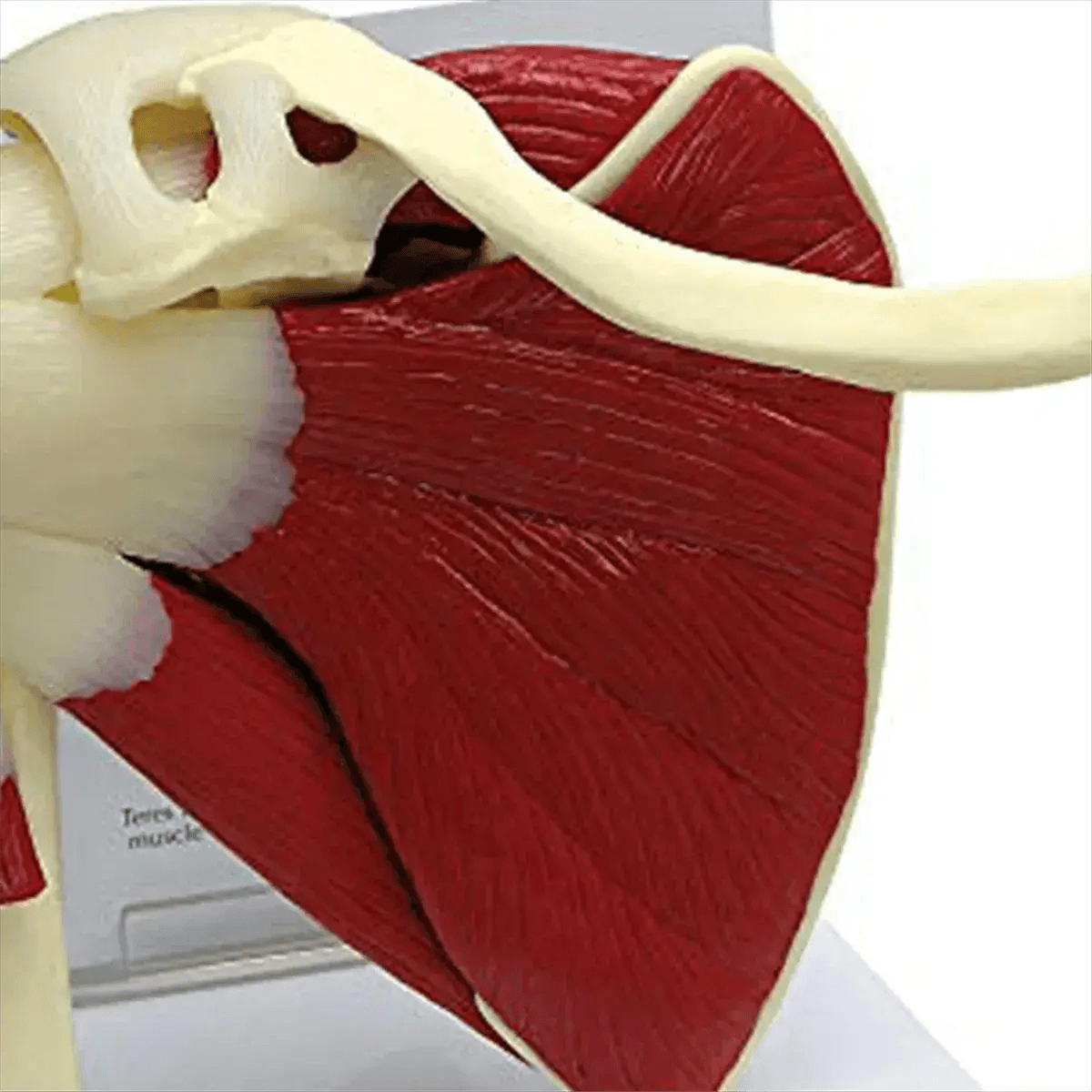 Shoulder Anatomy Muscle Model Ideal For Medical Education - ToylandEU