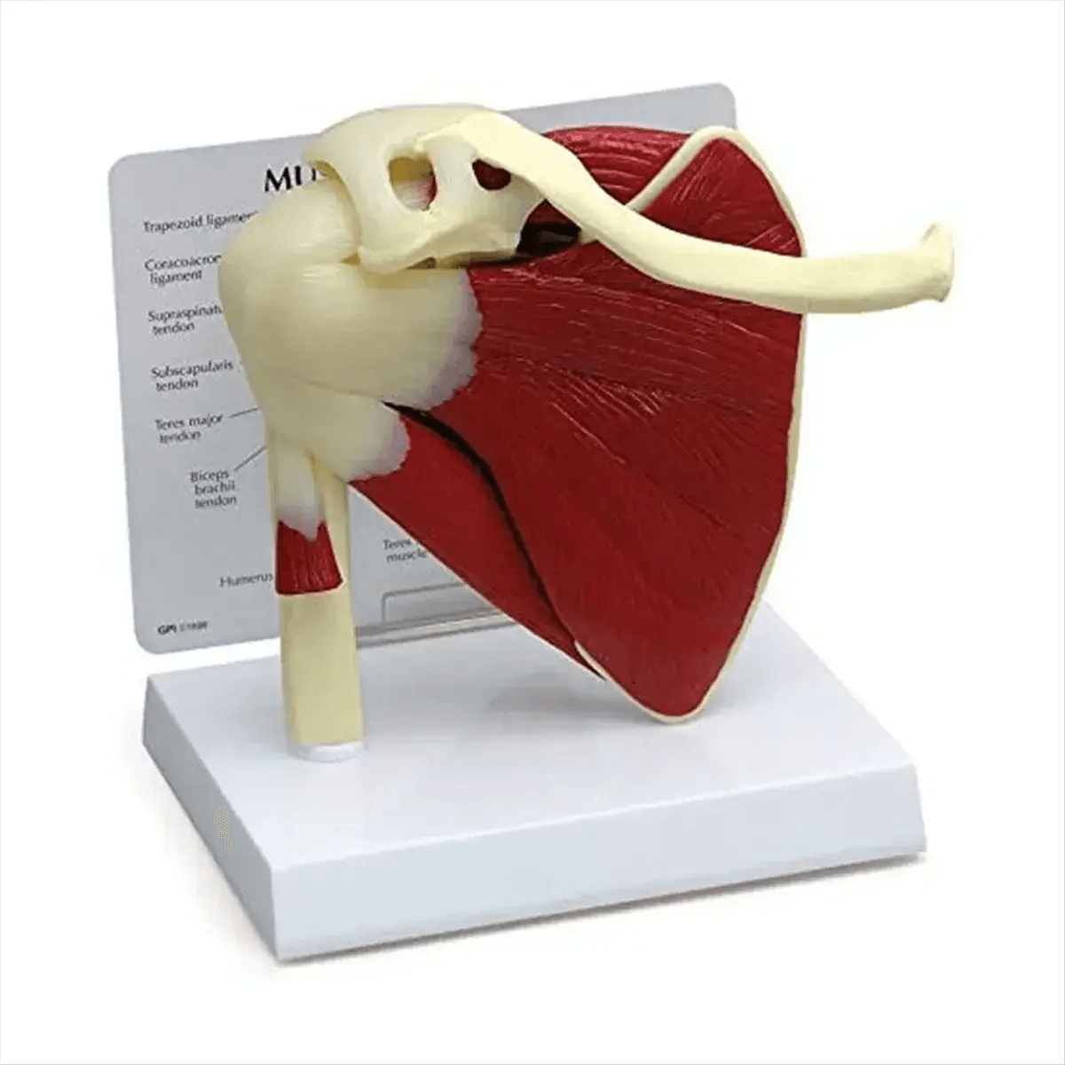 Shoulder Anatomy Muscle Model Ideal For Medical Education - ToylandEU