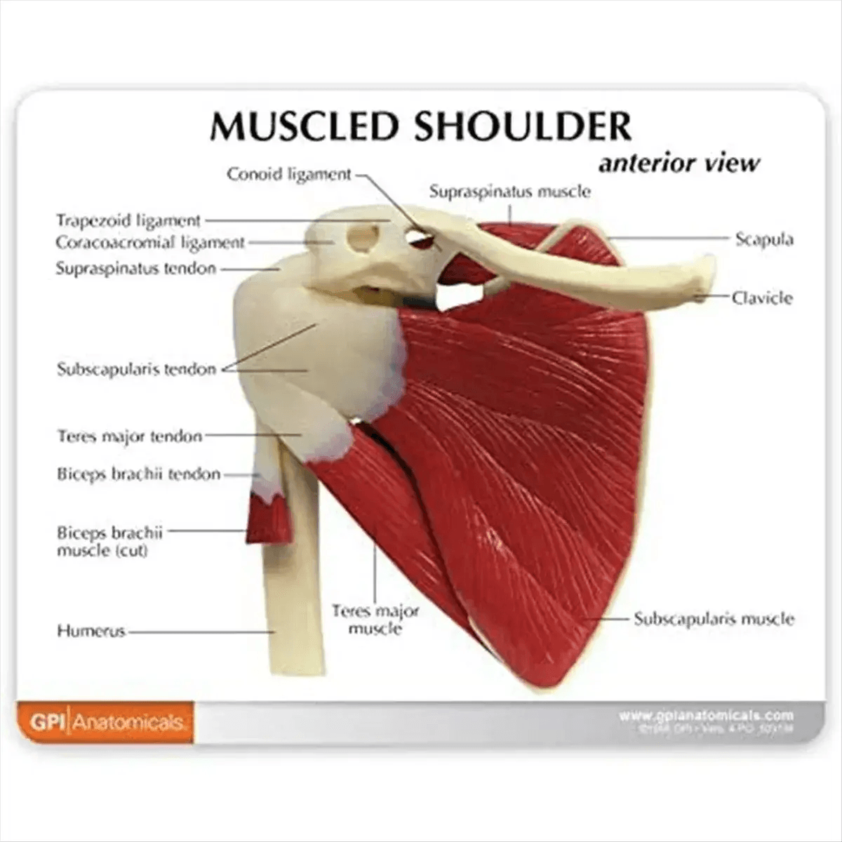 Shoulder Anatomy Muscle Model Ideal For Medical Education - ToylandEU