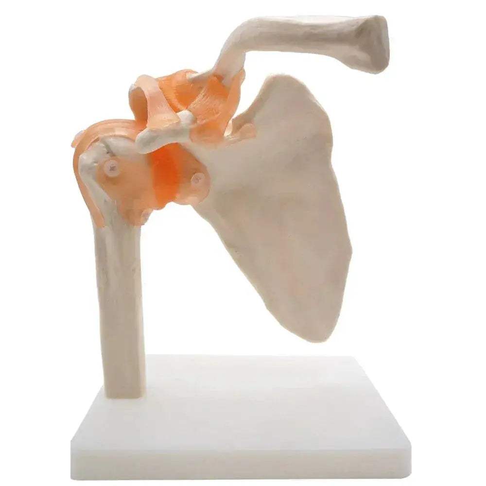 Shoulder Joint Model For Anatomy Education Demonstrating Movements - ToylandEU