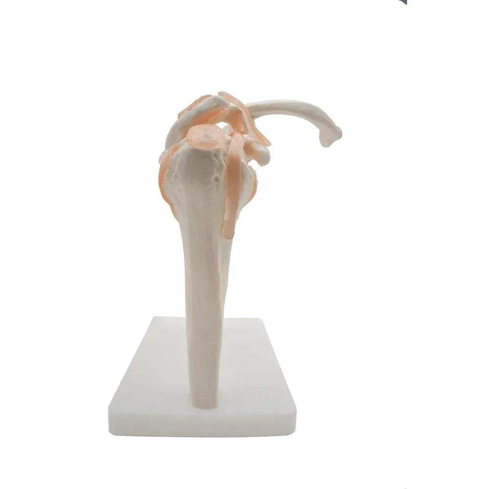 Shoulder Joint Model For Anatomy Education Demonstrating Movements - ToylandEU