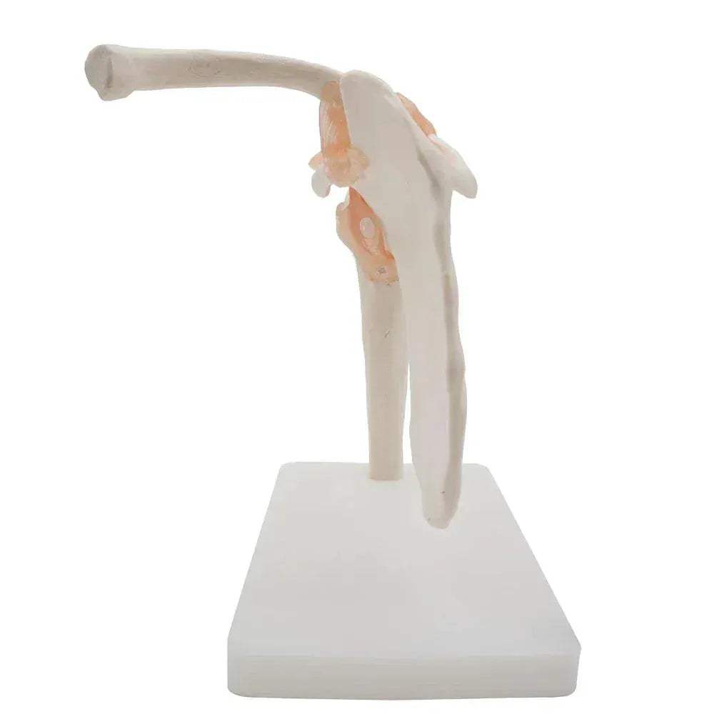 Shoulder Joint Model For Anatomy Education Demonstrating Movements - ToylandEU