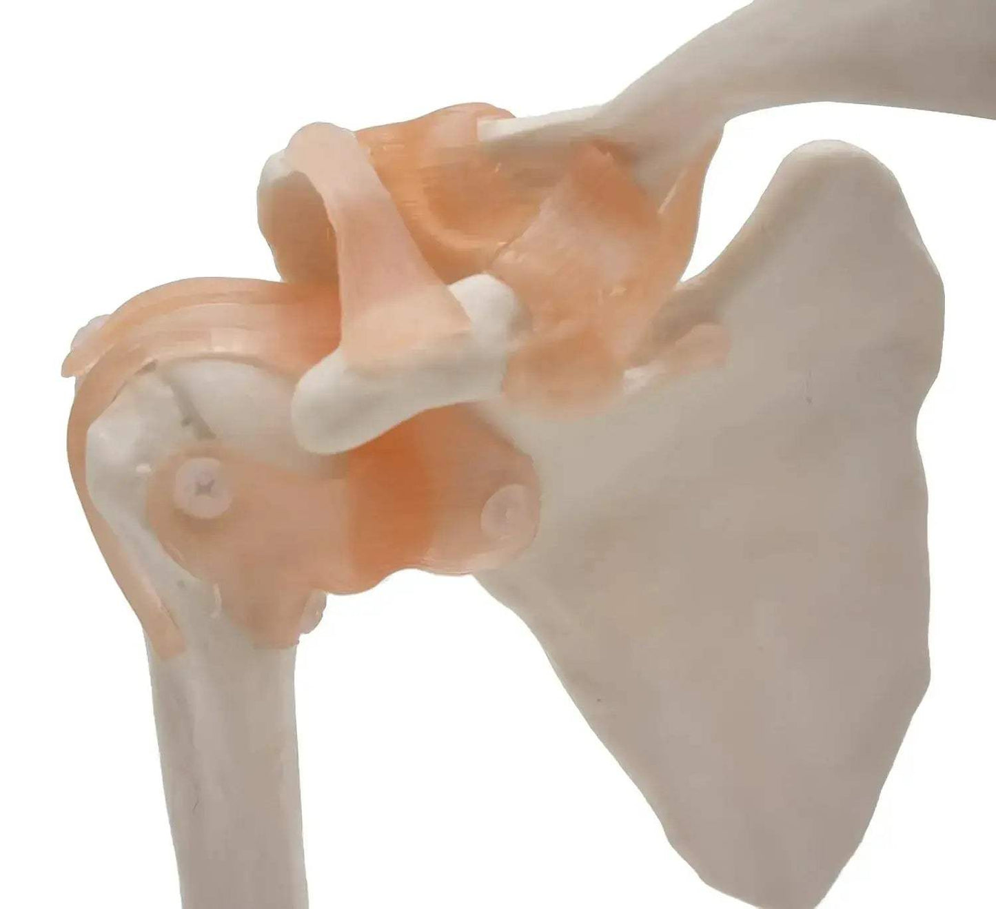 Shoulder Joint Model For Anatomy Education Demonstrating Movements - ToylandEU