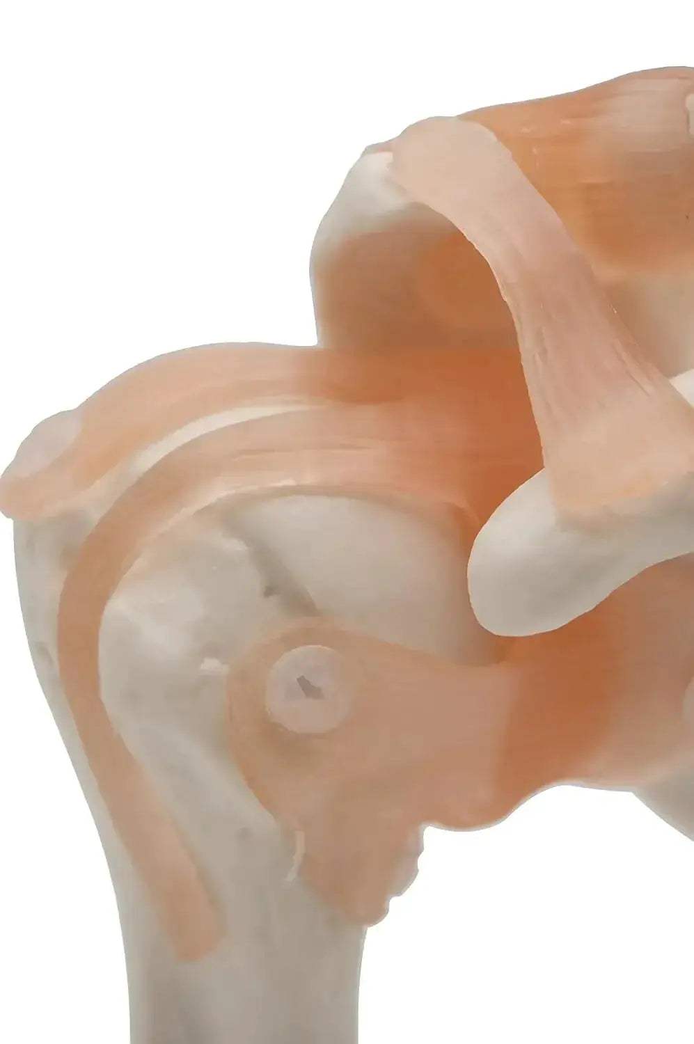 Shoulder Joint Model For Anatomy Education Demonstrating Movements - ToylandEU
