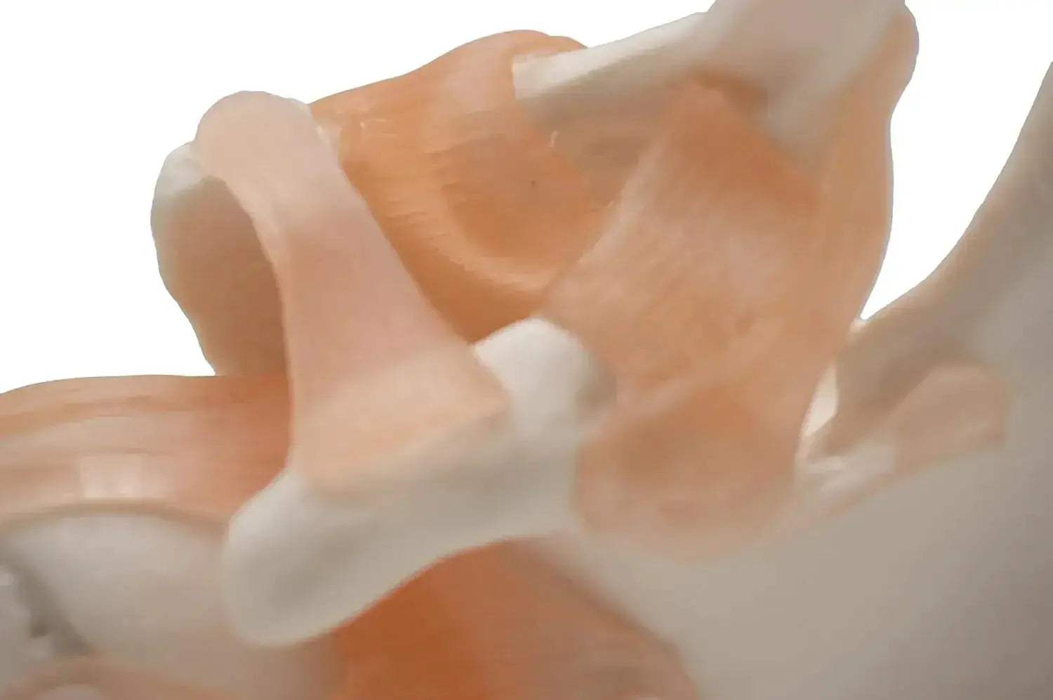 Shoulder Joint Model For Anatomy Education Demonstrating Movements - ToylandEU