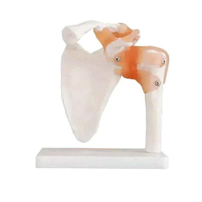 Shoulder Joint Model For Anatomy Education Demonstrating Movements - ToylandEU