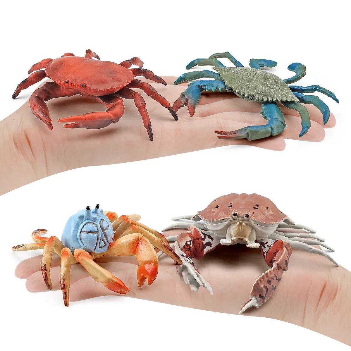Simulation Sea Life Crab Calappa Lophos PVC Action Figure - ToylandEU