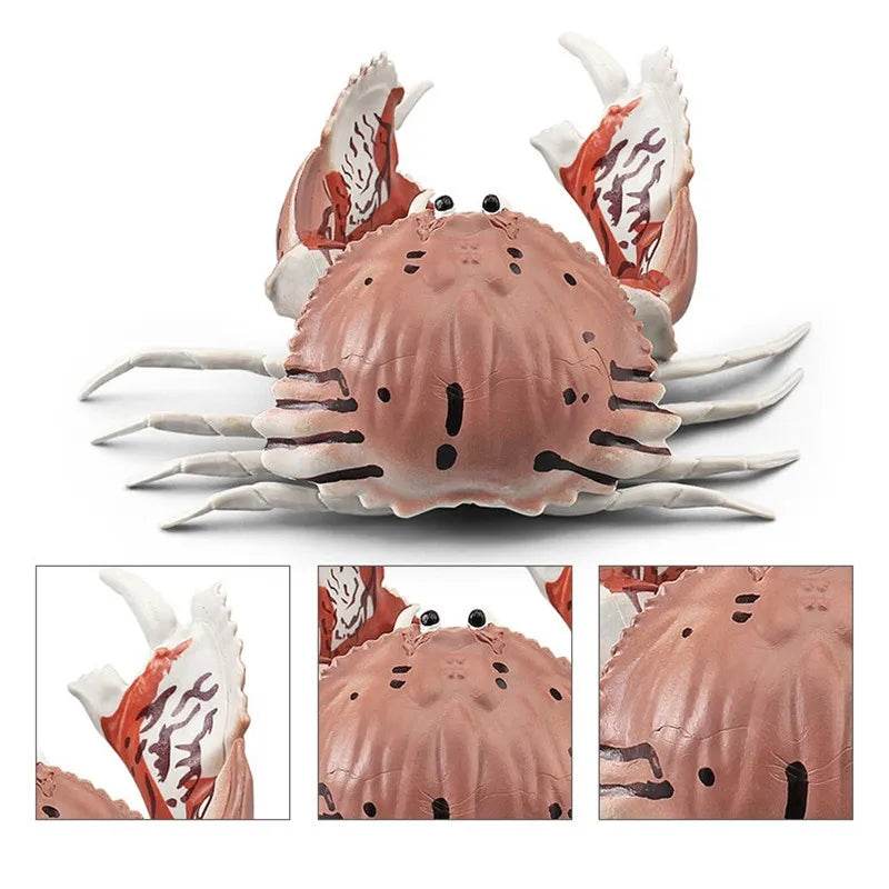 Simulation Sea Life Crab Calappa Lophos PVC Action Figure - ToylandEU
