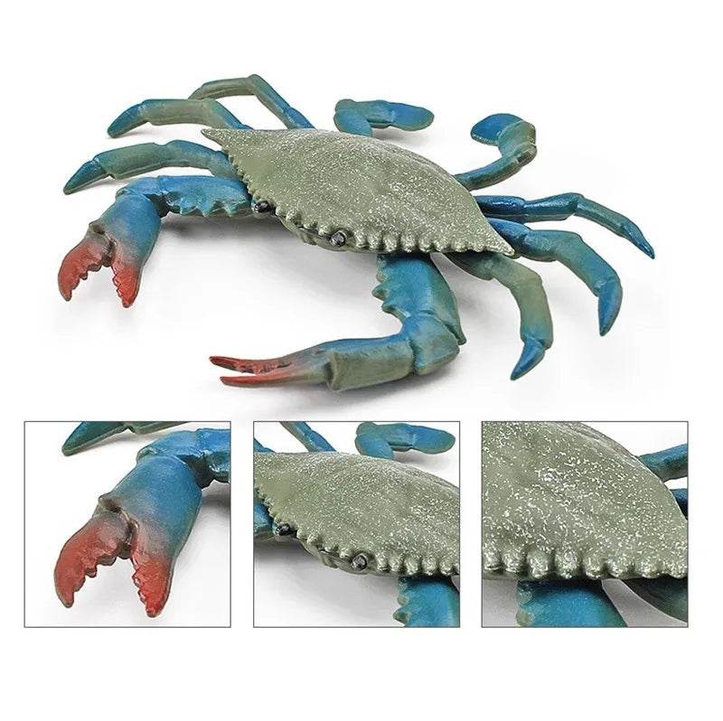 Simulation Sea Life Crab Calappa Lophos PVC Action Figure - ToylandEU