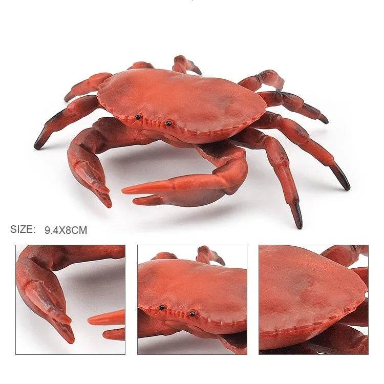 Simulation Sea Life Crab Calappa Lophos PVC Action Figure - ToylandEU