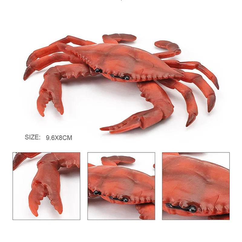 Simulation Sea Life Crab Calappa Lophos PVC Action Figure - ToylandEU