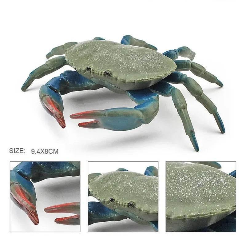 Simulation Sea Life Crab Calappa Lophos PVC Action Figure - ToylandEU