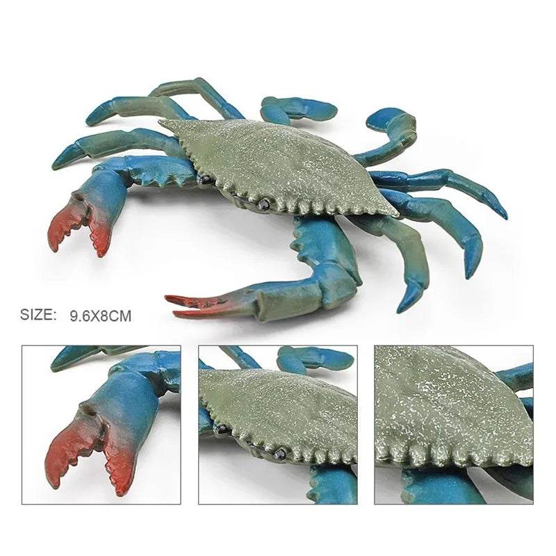 Simulation Sea Life Crab Calappa Lophos PVC Action Figure - ToylandEU