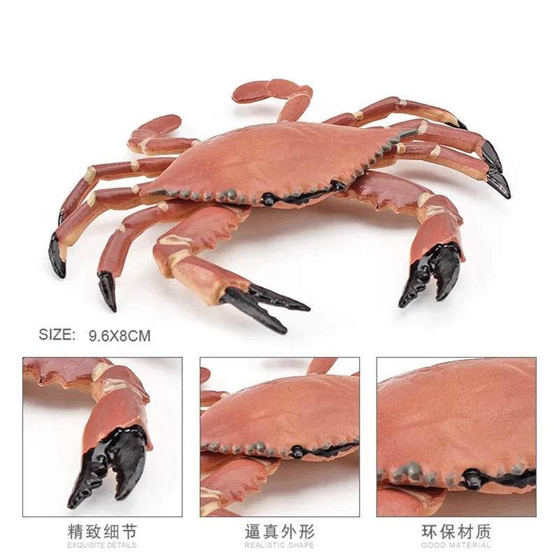 Simulation Sea Life Crab Calappa Lophos PVC Action Figure - ToylandEU