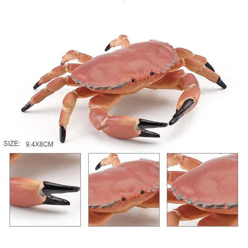 Simulation Sea Life Crab Calappa Lophos PVC Action Figure - ToylandEU