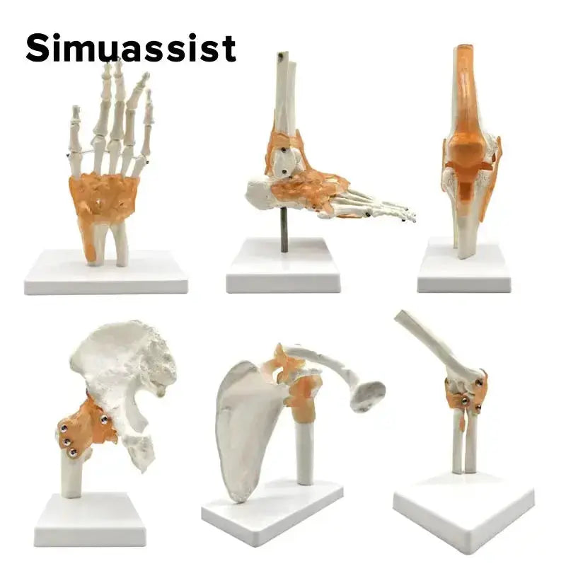 Six Piece Life Size Human Joint Anatomy Models Set - ToylandEU