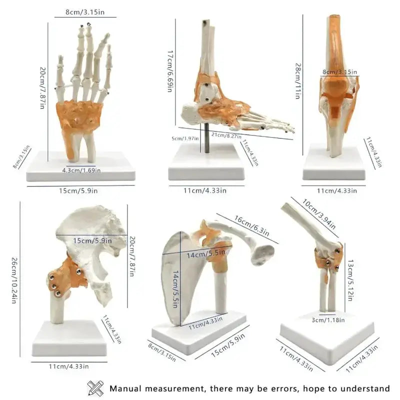Six Piece Life Size Human Joint Anatomy Models Set - ToylandEU