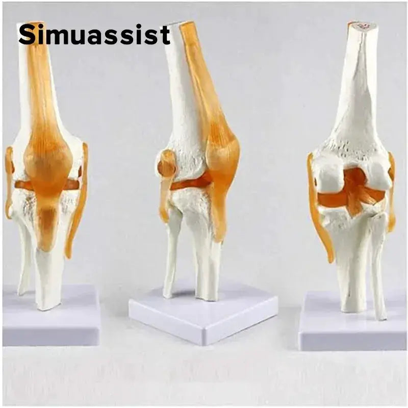 Six Piece Life Size Human Joint Anatomy Models Set - ToylandEU