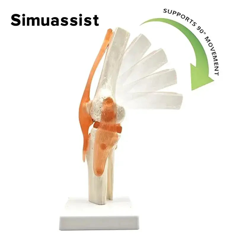 Six Piece Life Size Human Joint Anatomy Models Set - ToylandEU