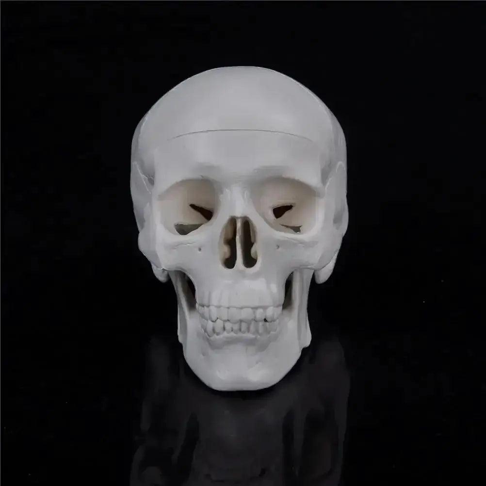  Skull Anatomy Model Compact Portable For Teaching -  ToylandEU™