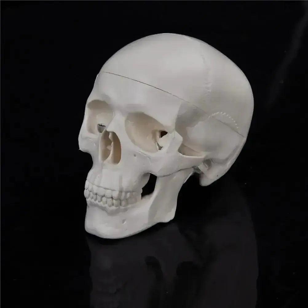  Skull Anatomy Model Compact Portable For Teaching -  ToylandEU™
