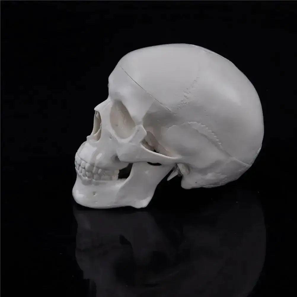  Skull Anatomy Model Compact Portable For Teaching -  ToylandEU™